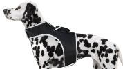 Collar Mount GPS Dog Tracker Waterproof Realtime Wireless Pet Monitor Size:M