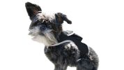 Collar Rechargeable GPS Dog Tracker Real-time Pet Location Surveillance System Size:M