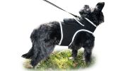 Cheap GPS Tracking Device Realtime Pet Location Finder with Rechargeable Battery Size:M