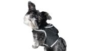 Cost-Saving GPS Dog Collar Tracker w/ Realtime Phone Pet Tracking App Size:M